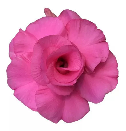 Rosa do deserto enxertada TH4 enxertada