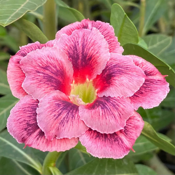 ROSA DO DESERTO ENXERTADA DOHA