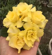 ROSA DO DESERTO ENXERTADA DOURADA