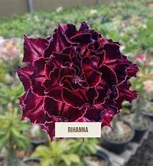 Rosa do deserto RIHANNA Enxertada