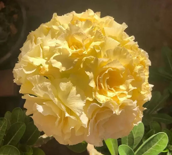 rosa do deserto Bridal Bouquet enxertada