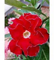 Rosa do deserto enxertada Osola 2
