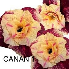 Rosa do deserto Canan 1