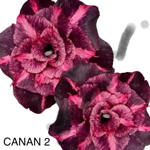 ROSA DO DESERTO CANAN 2