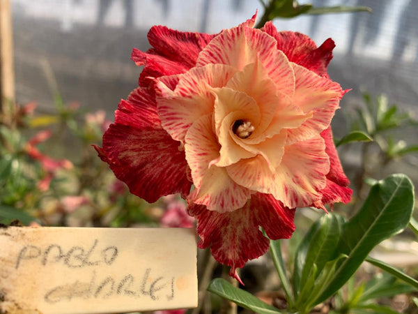 Rosa do deserto enxertada Pablo Charles