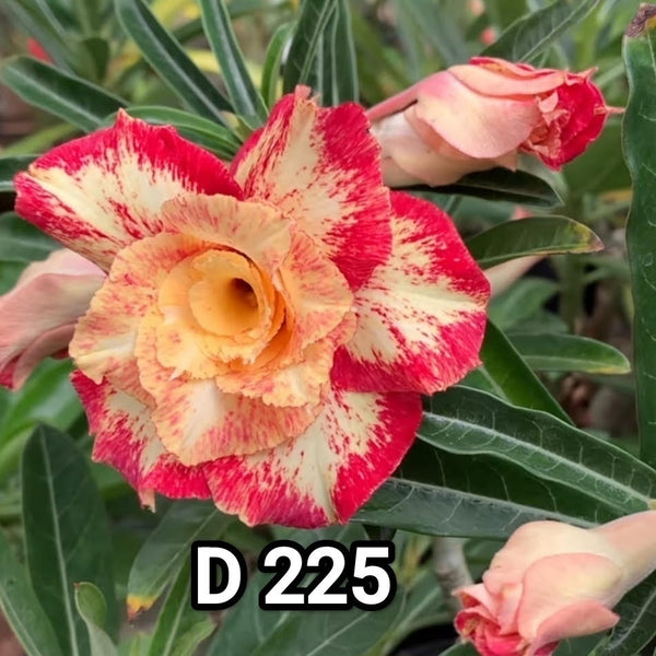 Rosa do deserto D 225 enxertada