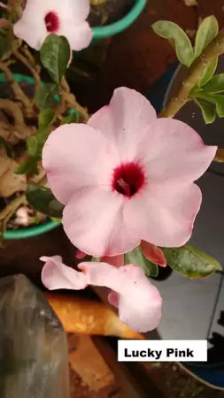 Venda rosa do deserto Luck Pink
