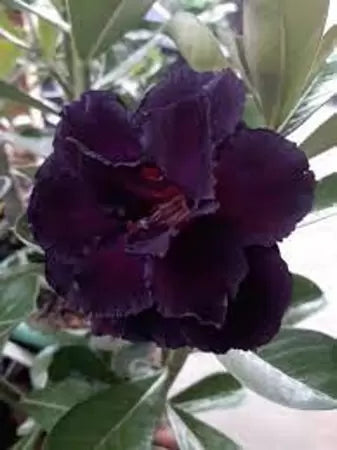 Rosa do deserto Black Bearl RC539