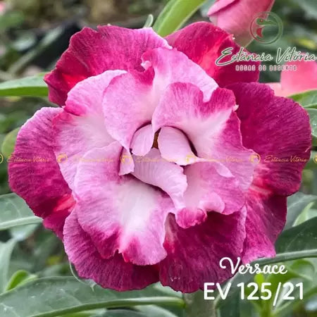 Rosa do deserto Versace enxertada