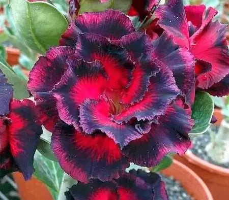 Rosa do deserto ENDLESS LOVE RC16