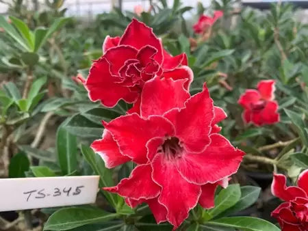 Rosa do deserto Ts345 dobrada