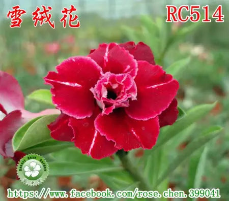 Rosa do deserto Rc514