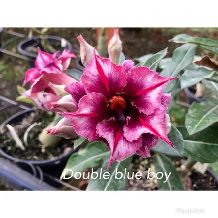 Rosa do deserto Double Blu Boy perfumada