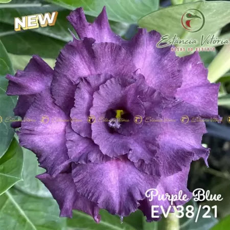 Rosa do deserto Purple Blue ev 38