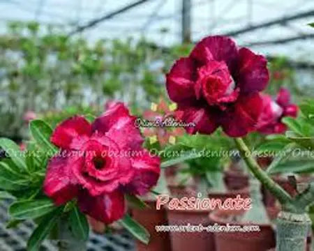 Rosa do Desrto Passionate