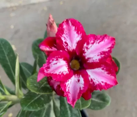 Rosa do deserto Monalisa