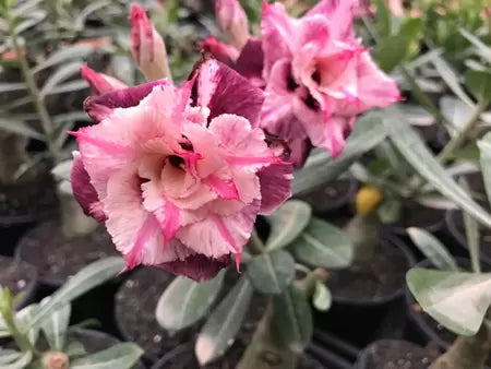Rosa do deserto mei xiang enxertada