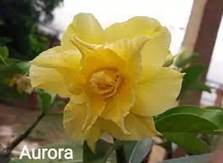 Rosa do deserto Aurora enxertada