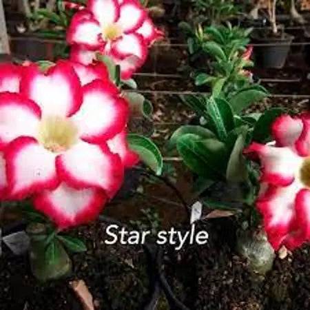 Rosa do deserto Star Style enxertada