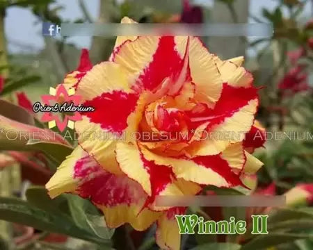Rosa do deserto Muda de enxerto - winnie 2 - Flor dobrada