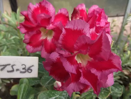 Rosa do deserto Ts36 enxertada dupla