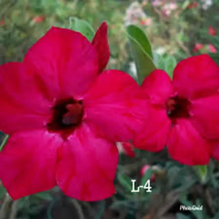 Rosa Do deserto L4 enxertada apta a floração