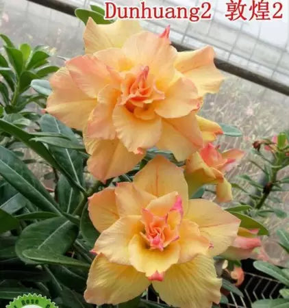 Rosa do Deserto Enxerto RC 137 Dunhuang 2