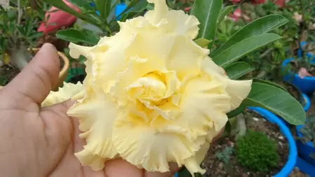 Rosa do deserto amarela T15