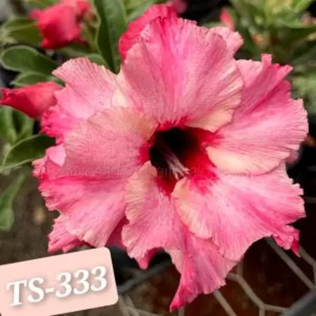 Rosa do deserto Ts333 tripla