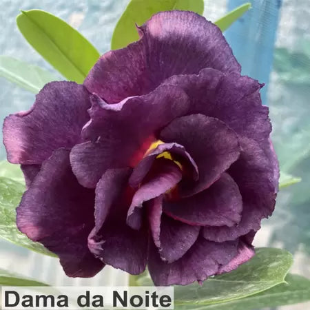 Rosa do deserto Dama da Noite