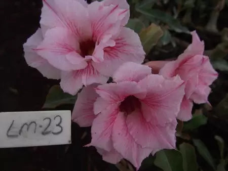 Rosa do deserto enxertada LM23 enxertada