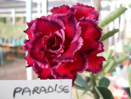 Rosa do deserto Paradise flor quadrupla enxertada