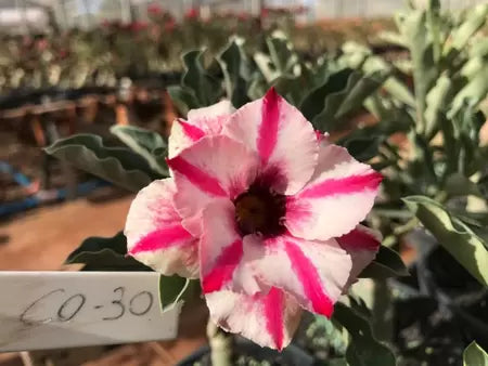Rosa do deserto enxertada CO30